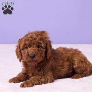 Moki, Miniature Poodle Puppy